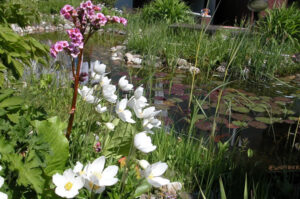 Gartenteich mit Seerosen