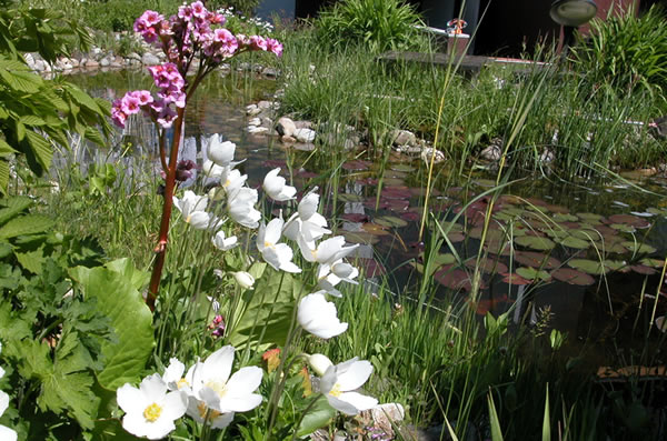 Gartenteich mit Seerosen