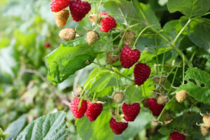 Herbsthimbeeren