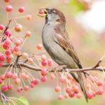 Vogelbeeren