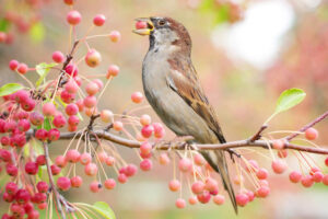 Vogelbeeren