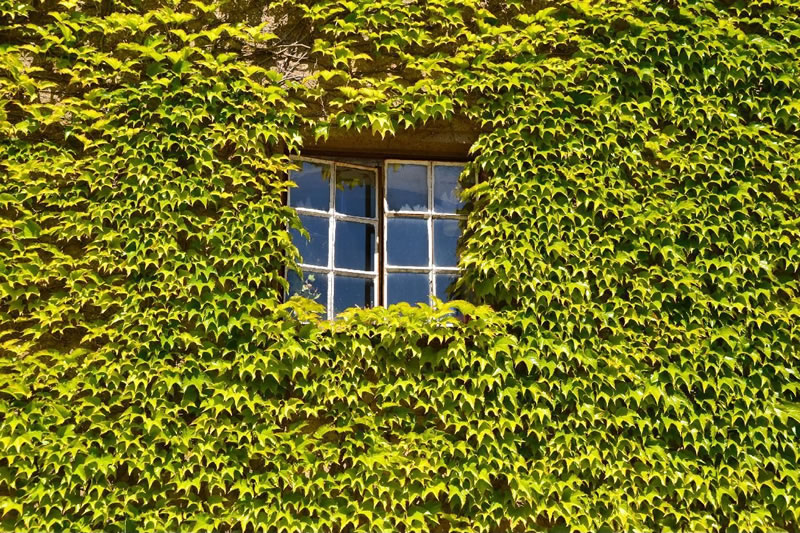 Wandbegrünung mit Wildem Wein