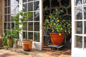 Zitruspflanzen auf Veranda