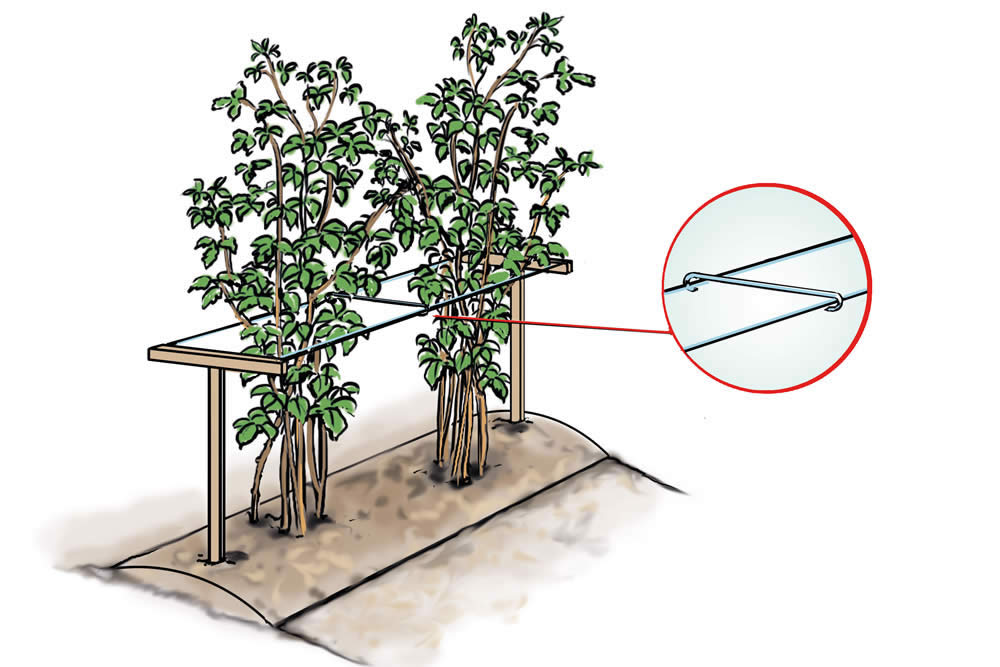 Herbsthimbeeren Anbau Illustration