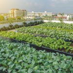 Dachgarten mit Gemüseanbau